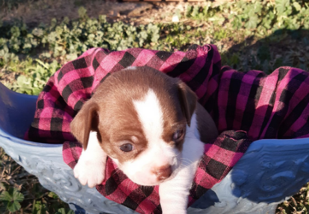 Consejos para cachorros recién llegados