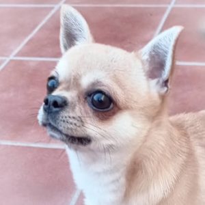 Criador de Mascotas de Confianza Siempre Disponible ! en Marbella, Ronda, Málaga