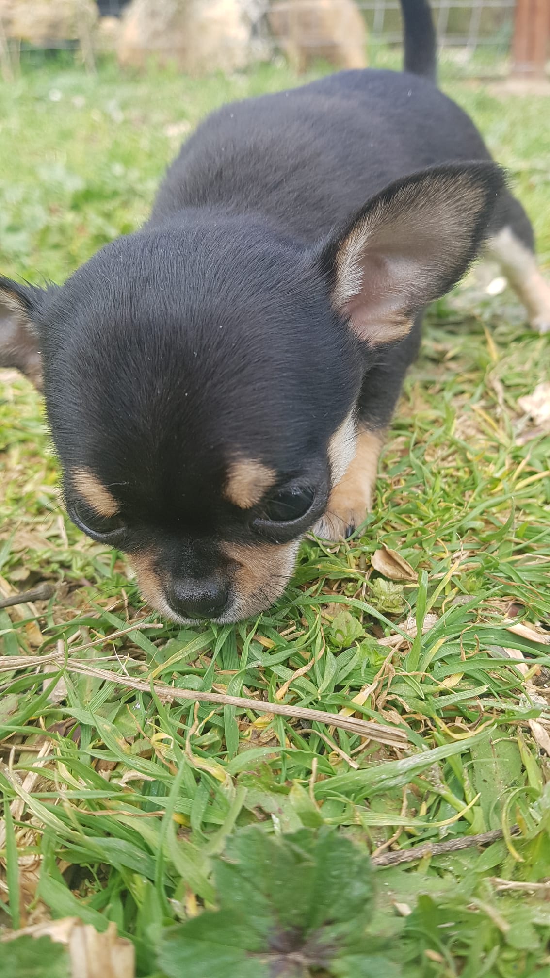 Tipos de razas de chihuahuas 