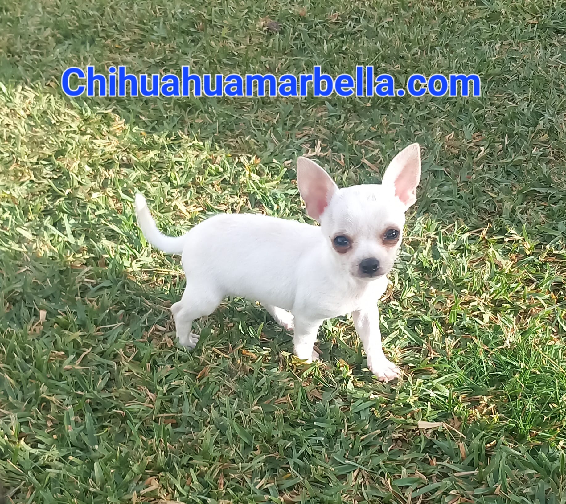 Tipos de colores de chihuahuas