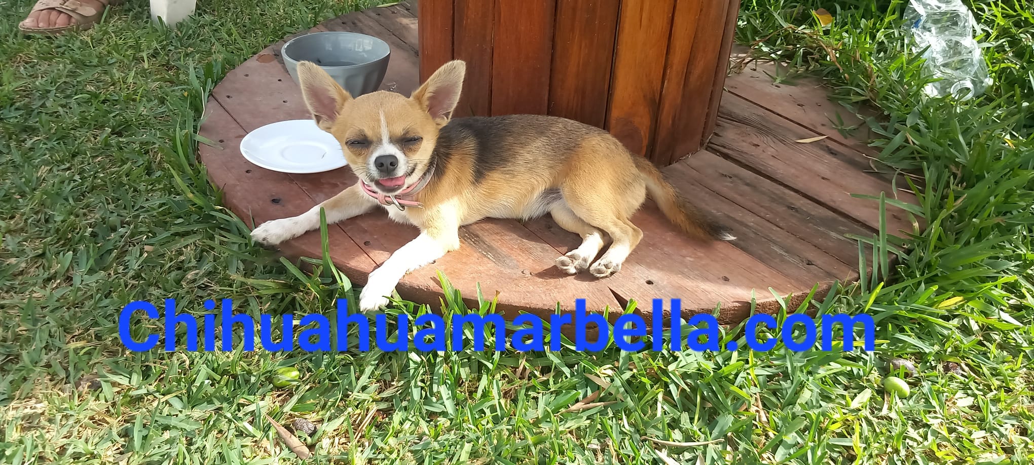 Tipos de colores de chihuahuas