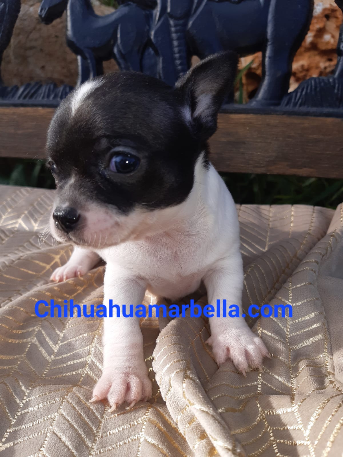 Tipos de colores de chihuahuas