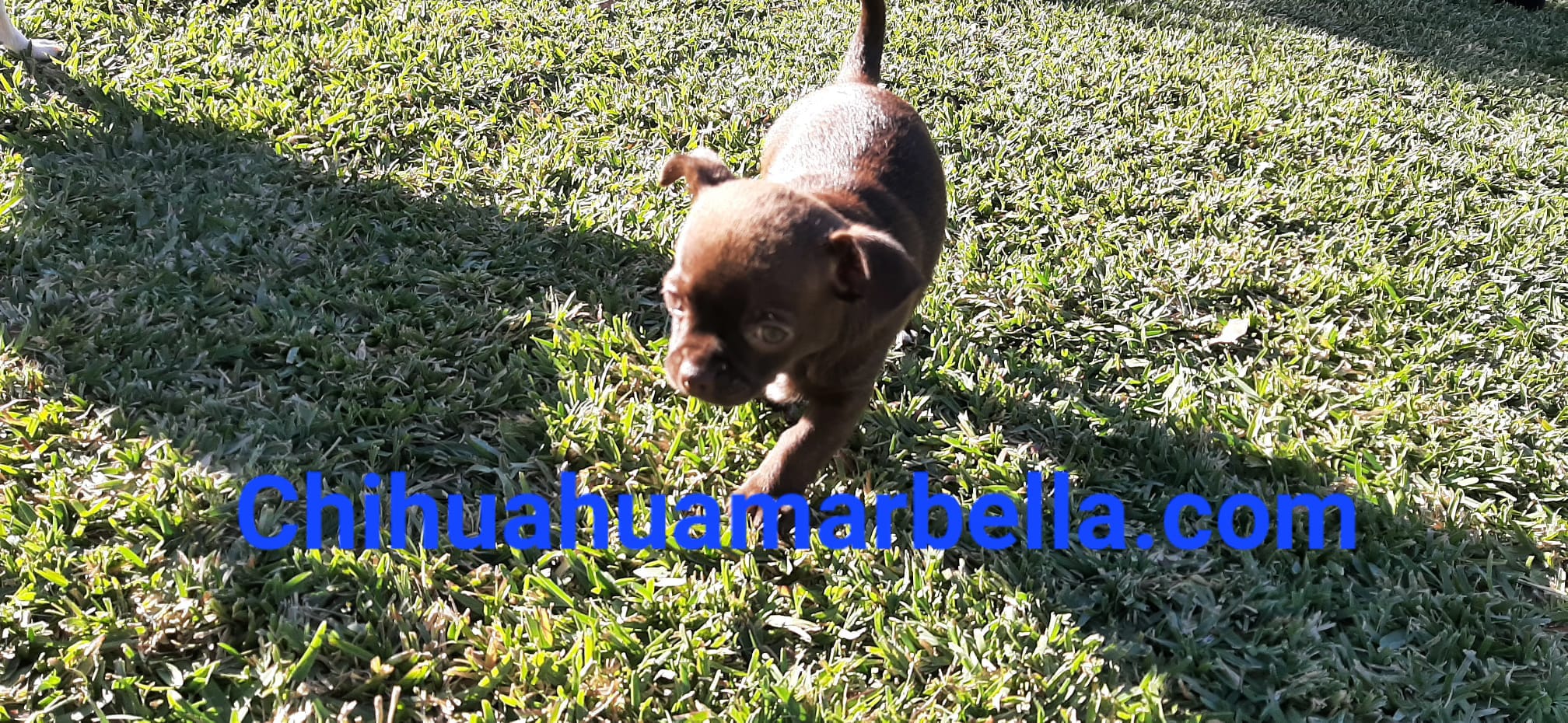 Tipos de colores de chihuahuas