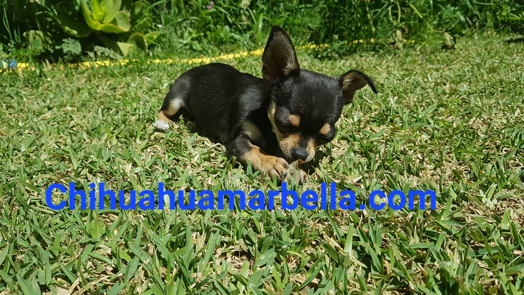 Tipos de colores de chihuahuas