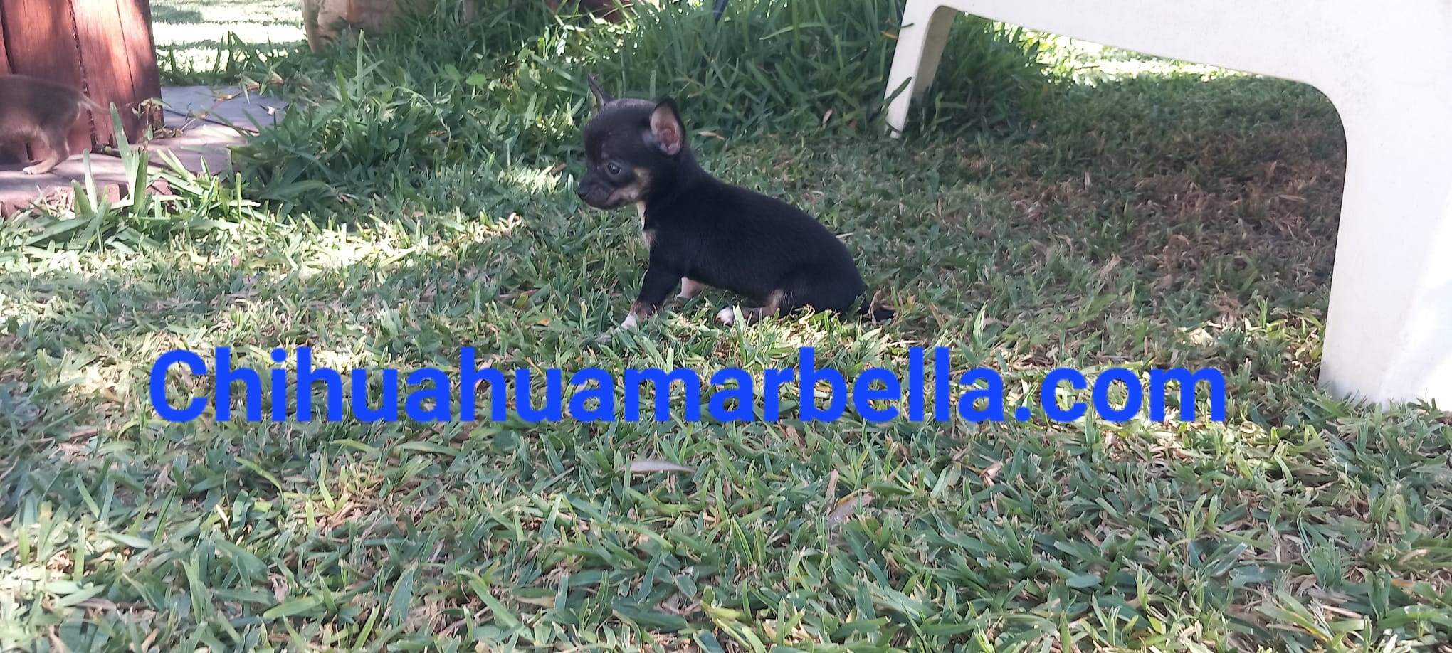 Tipos de colores de chihuahuas