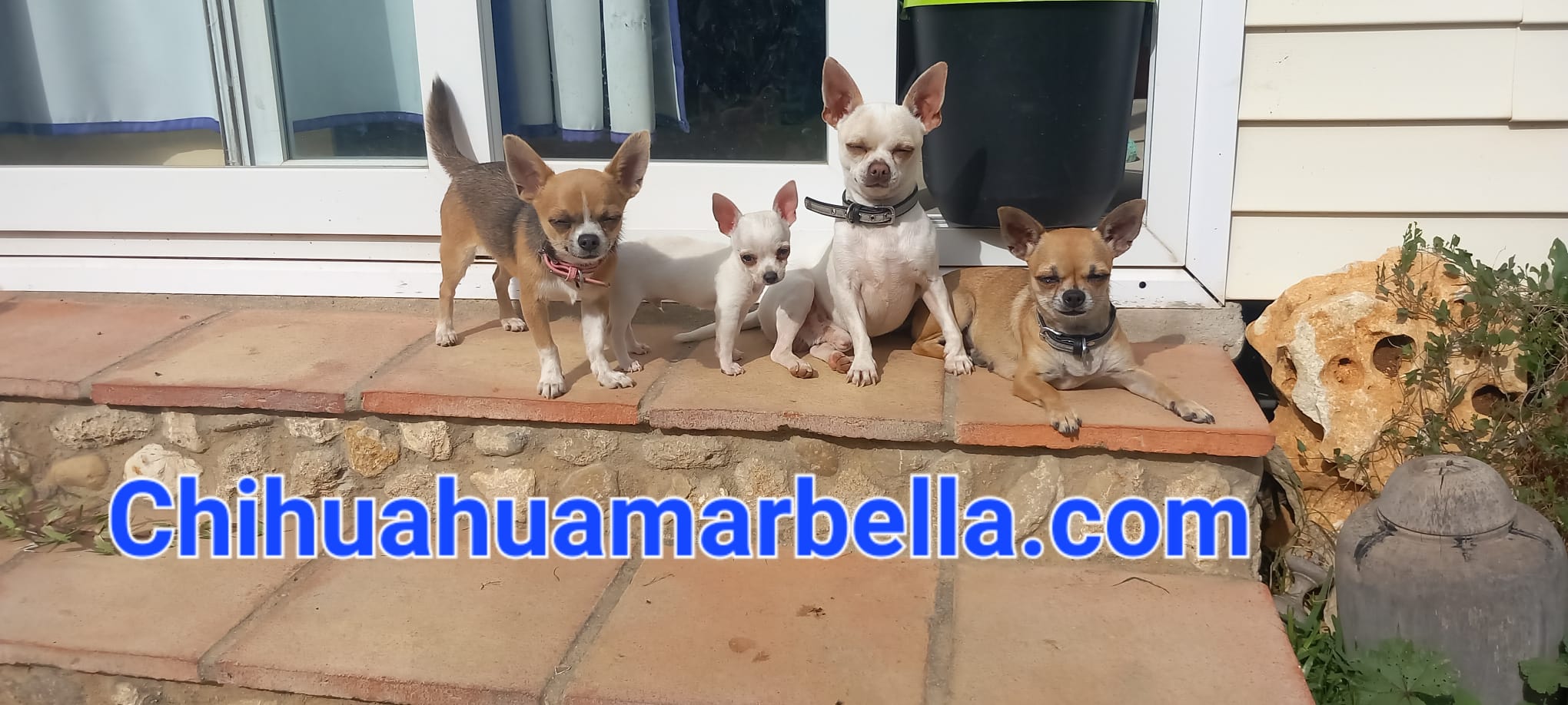 Tipos de colores de chihuahuas