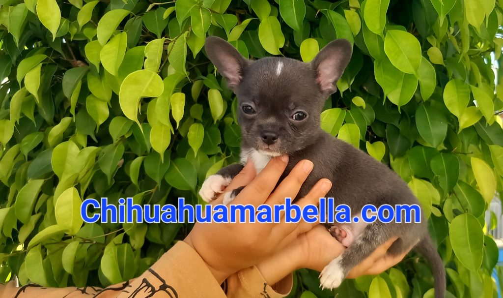 Chihuahuas blue