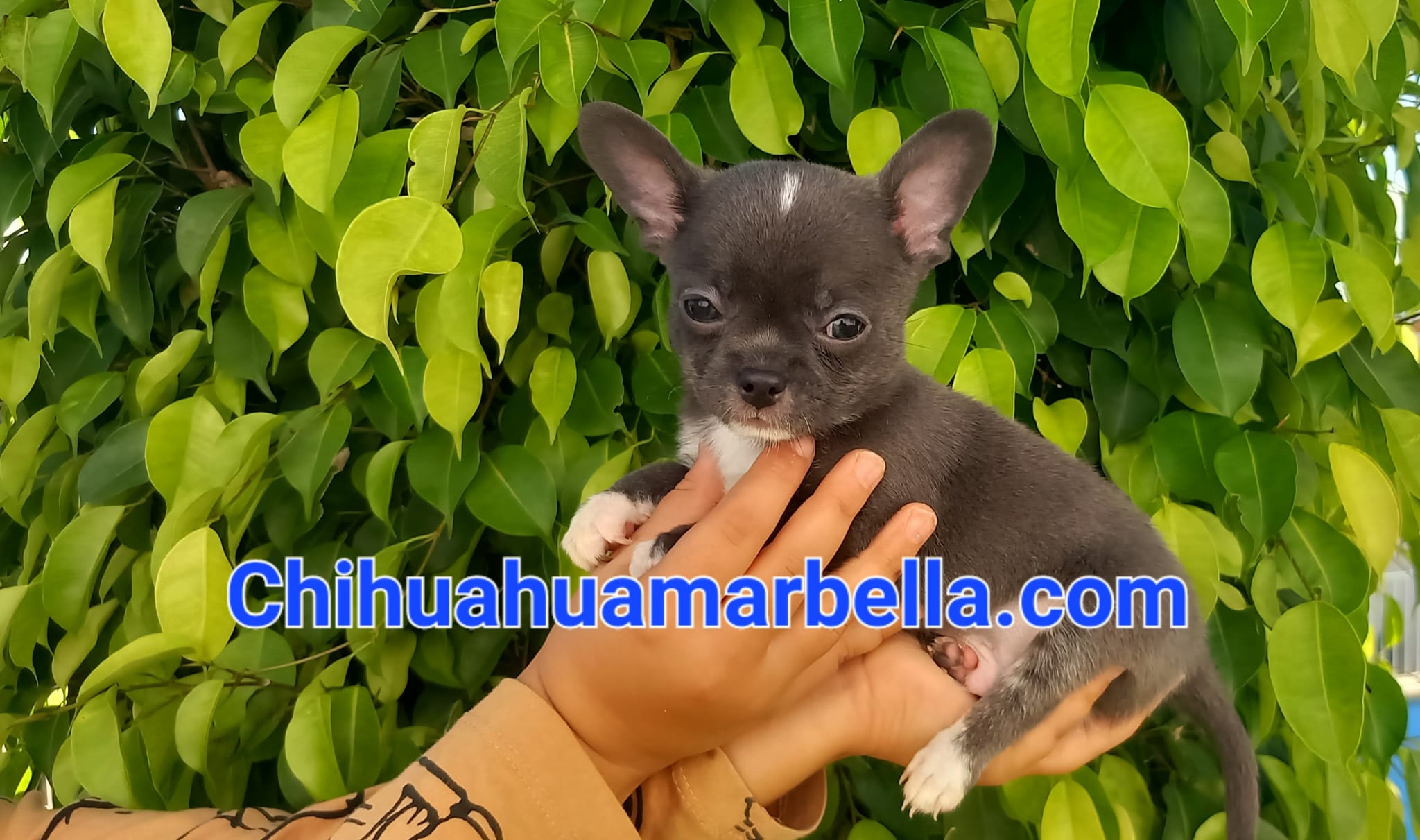 Chihuahuas blue