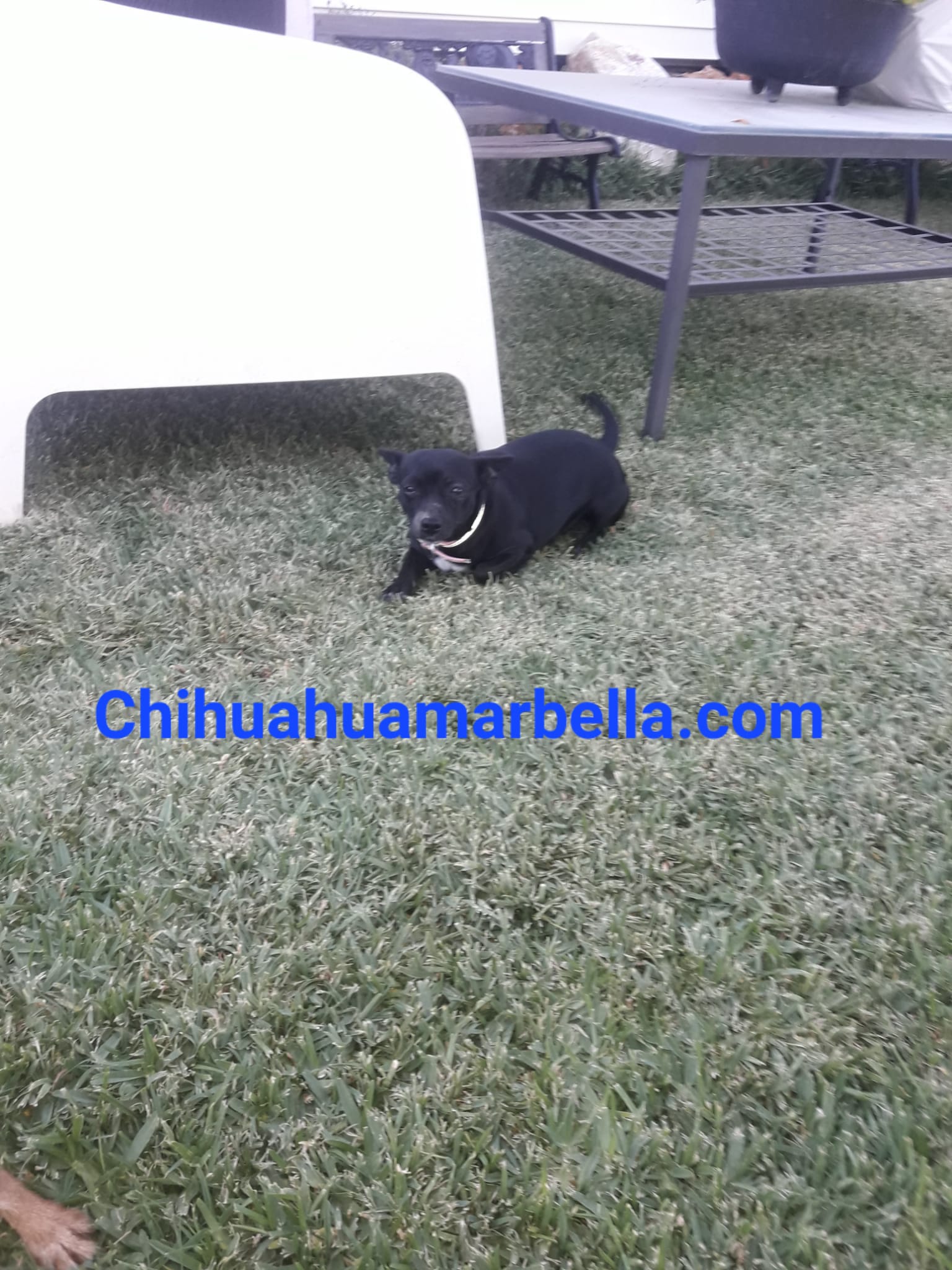 Tipos de razas de chihuahuas