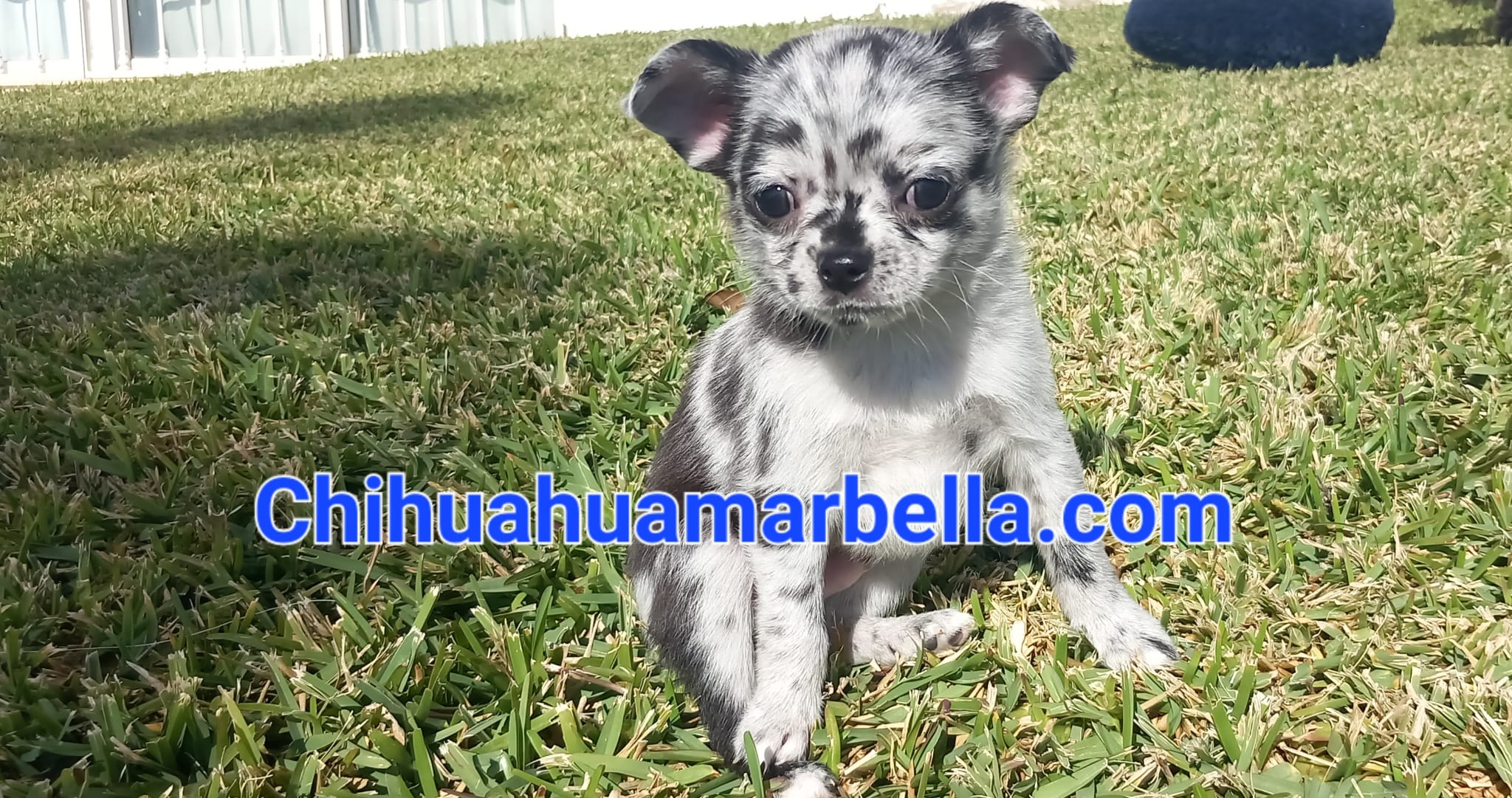 Chihuahuas Merle