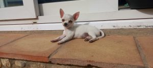 chihuahuamarbella, criadero de chihuahuas en Marbella, Malaga 3