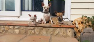 chihuahuamarbella, criadero de chihuahuas en Marbella, Malaga 3