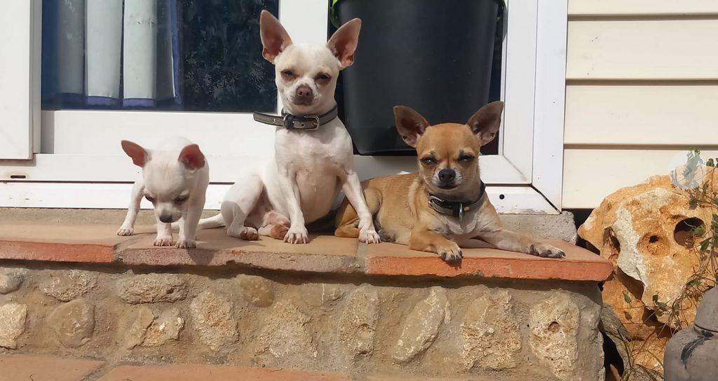 Chihuahua raza