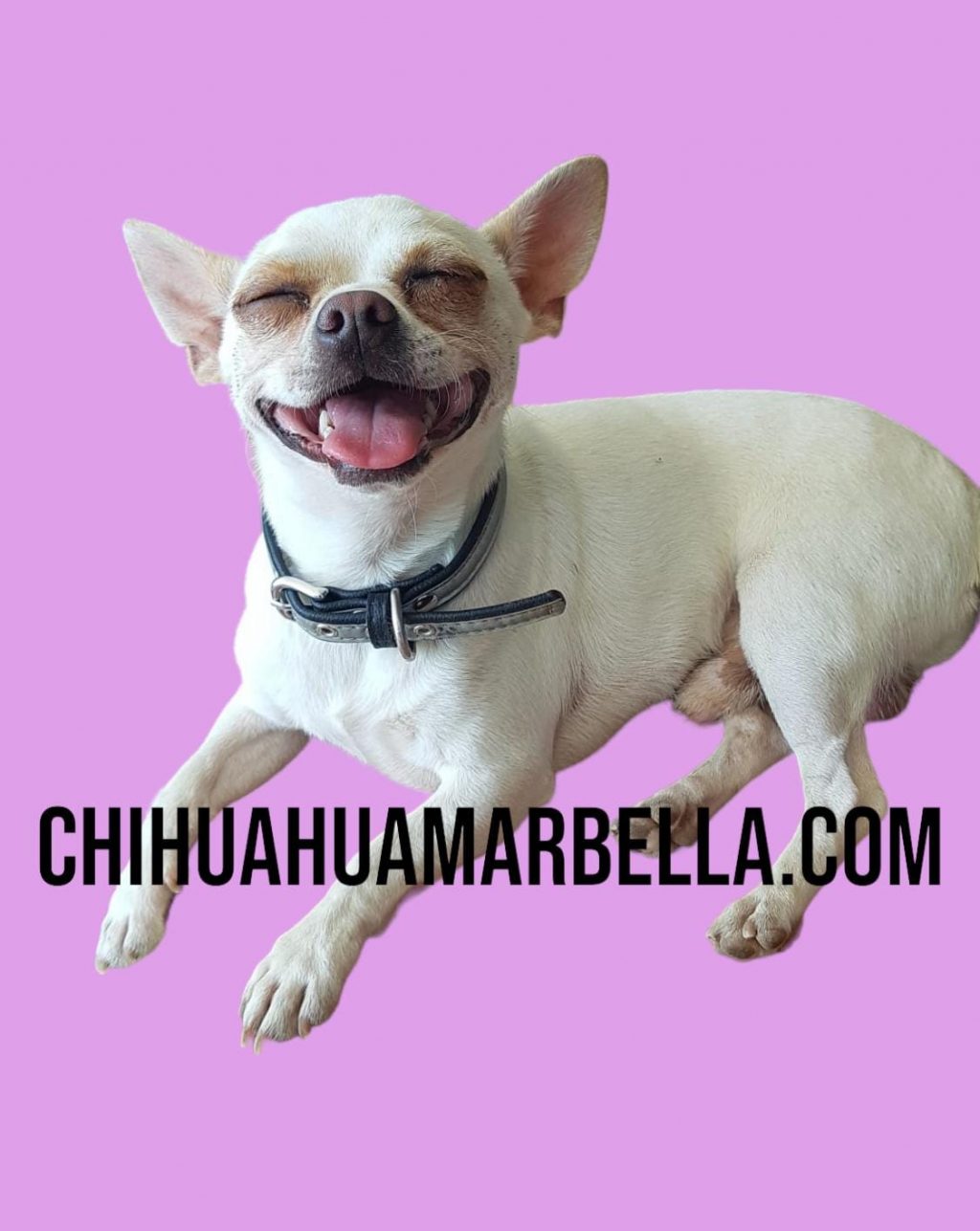 Educación del chihuahua