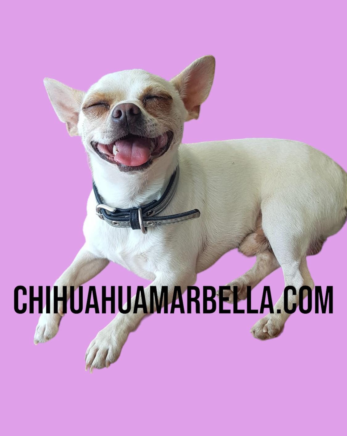 Educación del chihuahua