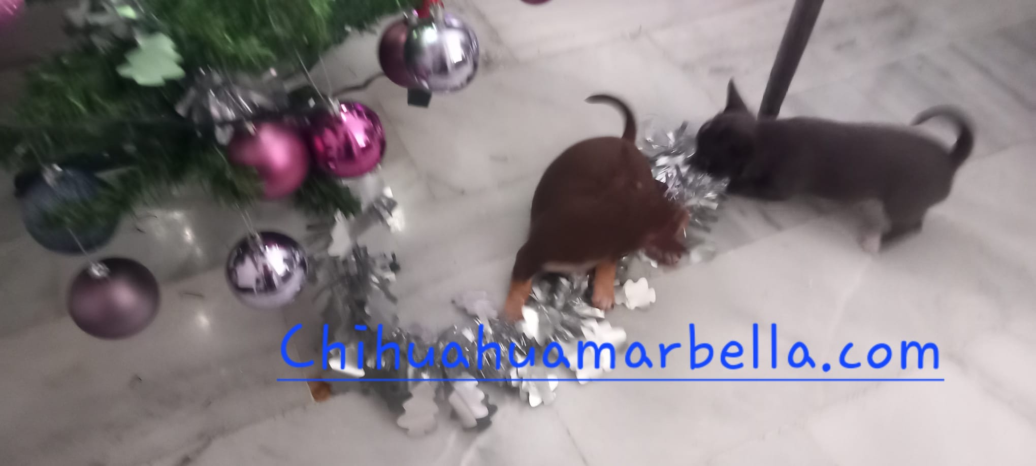 Síntomas de perros aburridos